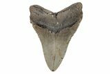 Serrated, Fossil Megalodon Tooth - North Carolina #201753-2